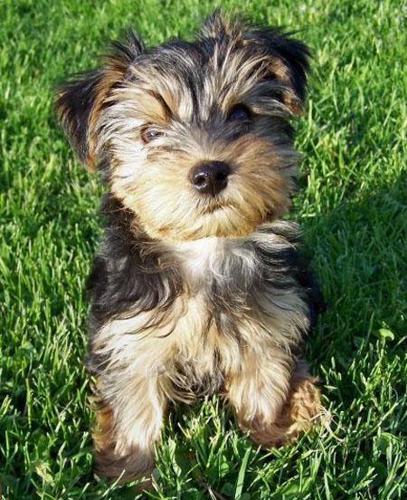 
Precio Yorkshire Terrier...........<strong>$18,000.00   A   $25,000.00  (dependiendo del tamaño, sexo, color y calidad)</strong> <br><br>


100% pura raza, registrados todos los papeles en regla se envian a cualquier parte de la Republica.<br><br> 

<li>Contrato de compraventa<br><br></li>


<li>Seguro de vida gratuito por escrito de 5 años que cubre muerte en caso de cuestiones virales</li>
<br><br>

<li>Garantía de Pureza Racial<br><br></li>

<li>Certificado de registro inicial que extiende la Federación Canófila Mexicana donde los cachorros se entregan con tatuaje y microchip</li>

