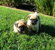 
Precio Pug...........<strong> $18,000.00  A   $20,000.00  (dependiendo del  color)</strong> <br><br>


100% pura raza, registrados todos los papeles en regla se envian a cualquier parte de la Republica.<br><br> 

<li>Contrato de compraventa<br><br></li>


<li>Seguro de vida gratuito por escrito de 5 años que cubre muerte en caso de cuestiones virales</li>
<br><br>

<li>Garantía de Pureza Racial<br><br></li>

<li>Certificado de registro inicial que extiende la Federación Canófila Mexicana donde los cachorros se entregan con tatuaje y microchip</li>

