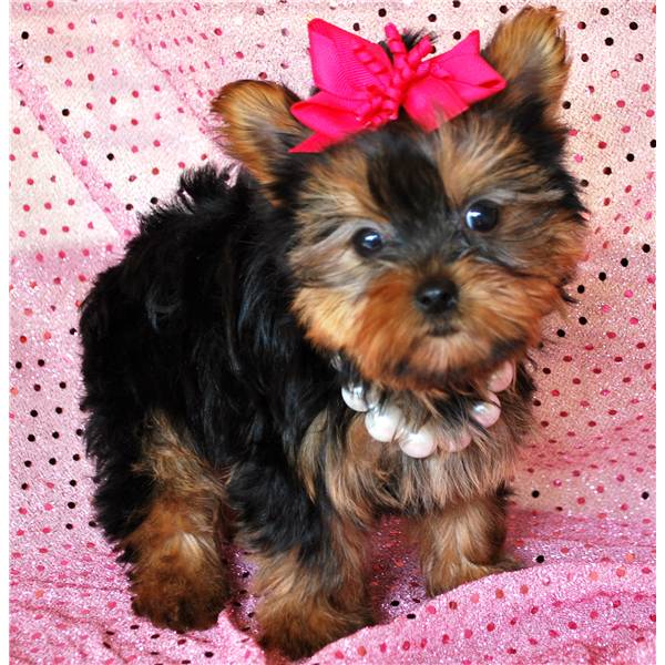 
Precio Yorkshire Terrier...........<strong>$18,000.00   A   $25,000.00  (dependiendo del tamaño, sexo, color y calidad)</strong> <br><br>


100% pura raza, registrados todos los papeles en regla se envian a cualquier parte de la Republica.<br><br> 

<li>Contrato de compraventa<br><br></li>


<li>Seguro de vida gratuito por escrito de 5 años que cubre muerte en caso de cuestiones virales</li>
<br><br>

<li>Garantía de Pureza Racial<br><br></li>

<li>Certificado de registro inicial que extiende la Federación Canófila Mexicana donde los cachorros se entregan con tatuaje y microchip</li>

