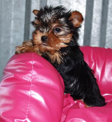 
Precio Yorkshire Terrier...........<strong>$18,000.00   A   $25,000.00  (dependiendo del tamaño, sexo, color y calidad)</strong> <br><br>


100% pura raza, registrados todos los papeles en regla se envian a cualquier parte de la Republica.<br><br> 

<li>Contrato de compraventa<br><br></li>


<li>Seguro de vida gratuito por escrito de 5 años que cubre muerte en caso de cuestiones virales</li>
<br><br>

<li>Garantía de Pureza Racial<br><br></li>

<li>Certificado de registro inicial que extiende la Federación Canófila Mexicana donde los cachorros se entregan con tatuaje y microchip</li>

