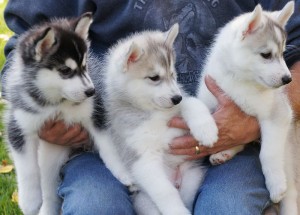  adorable drogas detectado azul observado siberiano husky cachorros.3