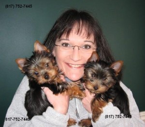 
Precio Yorkshire Terrier...........<strong>$18,000.00   A   $25,000.00  (dependiendo del tamaño, sexo, color y calidad)</strong> <br><br>


100% pura raza, registrados todos los papeles en regla se envian a cualquier parte de la Republica.<br><br> 

<li>Contrato de compraventa<br><br></li>


<li>Seguro de vida gratuito por escrito de 5 años que cubre muerte en caso de cuestiones virales</li>
<br><br>

<li>Garantía de Pureza Racial<br><br></li>

<li>Certificado de registro inicial que extiende la Federación Canófila Mexicana donde los cachorros se entregan con tatuaje y microchip</li>

