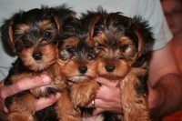 
Precio Yorkshire Terrier...........<strong>$18,000.00   A   $25,000.00  (dependiendo del tamaño, sexo, color y calidad)</strong> <br><br>


100% pura raza, registrados todos los papeles en regla se envian a cualquier parte de la Republica.<br><br> 

<li>Contrato de compraventa<br><br></li>


<li>Seguro de vida gratuito por escrito de 5 años que cubre muerte en caso de cuestiones virales</li>
<br><br>

<li>Garantía de Pureza Racial<br><br></li>

<li>Certificado de registro inicial que extiende la Federación Canófila Mexicana donde los cachorros se entregan con tatuaje y microchip</li>

