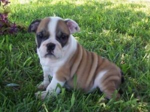 
Precio Bulldog...........<strong>   $35,000.00  A   $60,000.00    (dependiendo la calidad)</strong> <br><br>


100% pura raza, registrados todos los papeles en regla se envian a cualquier parte de la Republica.<br><br> 

<li>Contrato de compraventa<br><br></li>


<li>Seguro de vida gratuito por escrito de 5 años que cubre muerte en caso de cuestiones virales</li>
<br><br>

<li>Garantía de Pureza Racial<br><br></li>

<li>Certificado de registro inicial que extiende la Federación Canófila Mexicana donde los cachorros se entregan con tatuaje y microchip</li>

