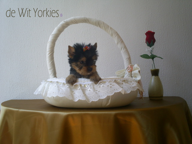 
Precio Yorkshire Terrier...........<strong>$18,000.00   A   $25,000.00  (dependiendo del tamaño, sexo, color y calidad)</strong> <br><br>


100% pura raza, registrados todos los papeles en regla se envian a cualquier parte de la Republica.<br><br> 

<li>Contrato de compraventa<br><br></li>


<li>Seguro de vida gratuito por escrito de 5 años que cubre muerte en caso de cuestiones virales</li>
<br><br>

<li>Garantía de Pureza Racial<br><br></li>

<li>Certificado de registro inicial que extiende la Federación Canófila Mexicana donde los cachorros se entregan con tatuaje y microchip</li>

