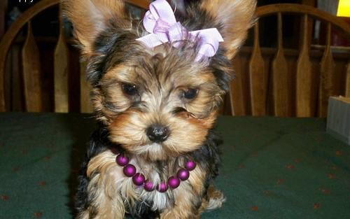 
Precio Yorkshire Terrier...........<strong>$18,000.00   A   $25,000.00  (dependiendo del tamaño, sexo, color y calidad)</strong> <br><br>


100% pura raza, registrados todos los papeles en regla se envian a cualquier parte de la Republica.<br><br> 

<li>Contrato de compraventa<br><br></li>


<li>Seguro de vida gratuito por escrito de 5 años que cubre muerte en caso de cuestiones virales</li>
<br><br>

<li>Garantía de Pureza Racial<br><br></li>

<li>Certificado de registro inicial que extiende la Federación Canófila Mexicana donde los cachorros se entregan con tatuaje y microchip</li>

