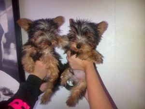 
Precio Yorkshire Terrier...........<strong>$18,000.00   A   $25,000.00  (dependiendo del tamaño, sexo, color y calidad)</strong> <br><br>


100% pura raza, registrados todos los papeles en regla se envian a cualquier parte de la Republica.<br><br> 

<li>Contrato de compraventa<br><br></li>


<li>Seguro de vida gratuito por escrito de 5 años que cubre muerte en caso de cuestiones virales</li>
<br><br>

<li>Garantía de Pureza Racial<br><br></li>

<li>Certificado de registro inicial que extiende la Federación Canófila Mexicana donde los cachorros se entregan con tatuaje y microchip</li>

