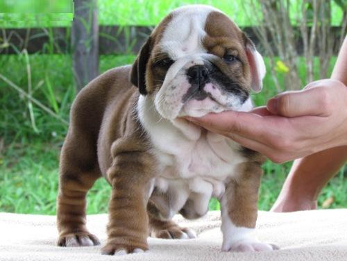 
Precio Bulldog...........<strong>   $35,000.00  A   $60,000.00    (dependiendo la calidad)</strong> <br><br>


100% pura raza, registrados todos los papeles en regla se envian a cualquier parte de la Republica.<br><br> 

<li>Contrato de compraventa<br><br></li>


<li>Seguro de vida gratuito por escrito de 5 años que cubre muerte en caso de cuestiones virales</li>
<br><br>

<li>Garantía de Pureza Racial<br><br></li>

<li>Certificado de registro inicial que extiende la Federación Canófila Mexicana donde los cachorros se entregan con tatuaje y microchip</li>

