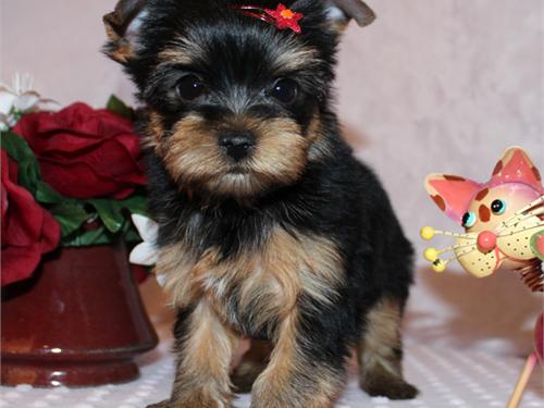 
Precio Yorkshire Terrier...........<strong>$18,000.00   A   $25,000.00  (dependiendo del tamaño, sexo, color y calidad)</strong> <br><br>


100% pura raza, registrados todos los papeles en regla se envian a cualquier parte de la Republica.<br><br> 

<li>Contrato de compraventa<br><br></li>


<li>Seguro de vida gratuito por escrito de 5 años que cubre muerte en caso de cuestiones virales</li>
<br><br>

<li>Garantía de Pureza Racial<br><br></li>

<li>Certificado de registro inicial que extiende la Federación Canófila Mexicana donde los cachorros se entregan con tatuaje y microchip</li>

