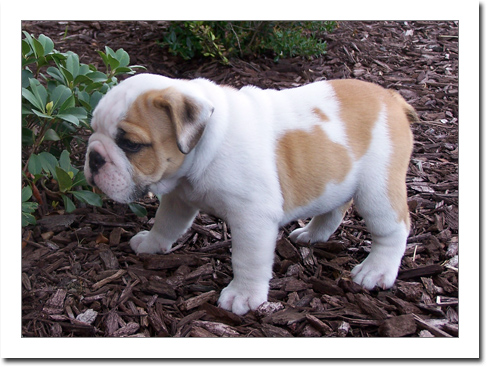 
Precio Bulldog...........<strong>   $35,000.00  A   $60,000.00    (dependiendo la calidad)</strong> <br><br>


100% pura raza, registrados todos los papeles en regla se envian a cualquier parte de la Republica.<br><br> 

<li>Contrato de compraventa<br><br></li>


<li>Seguro de vida gratuito por escrito de 5 años que cubre muerte en caso de cuestiones virales</li>
<br><br>

<li>Garantía de Pureza Racial<br><br></li>

<li>Certificado de registro inicial que extiende la Federación Canófila Mexicana donde los cachorros se entregan con tatuaje y microchip</li>

