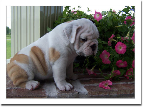 
Precio Bulldog...........<strong>   $35,000.00  A   $60,000.00    (dependiendo la calidad)</strong> <br><br>


100% pura raza, registrados todos los papeles en regla se envian a cualquier parte de la Republica.<br><br> 

<li>Contrato de compraventa<br><br></li>


<li>Seguro de vida gratuito por escrito de 5 años que cubre muerte en caso de cuestiones virales</li>
<br><br>

<li>Garantía de Pureza Racial<br><br></li>

<li>Certificado de registro inicial que extiende la Federación Canófila Mexicana donde los cachorros se entregan con tatuaje y microchip</li>

