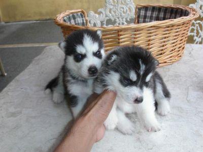  husky siberiano cachorros//