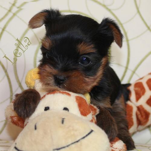 
Precio Yorkshire Terrier...........<strong>$18,000.00   A   $25,000.00  (dependiendo del tamaño, sexo, color y calidad)</strong> <br><br>


100% pura raza, registrados todos los papeles en regla se envian a cualquier parte de la Republica.<br><br> 

<li>Contrato de compraventa<br><br></li>


<li>Seguro de vida gratuito por escrito de 5 años que cubre muerte en caso de cuestiones virales</li>
<br><br>

<li>Garantía de Pureza Racial<br><br></li>

<li>Certificado de registro inicial que extiende la Federación Canófila Mexicana donde los cachorros se entregan con tatuaje y microchip</li>

