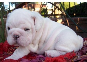 
Precio Bulldog...........<strong>   $35,000.00  A   $60,000.00    (dependiendo la calidad)</strong> <br><br>


100% pura raza, registrados todos los papeles en regla se envian a cualquier parte de la Republica.<br><br> 

<li>Contrato de compraventa<br><br></li>


<li>Seguro de vida gratuito por escrito de 5 años que cubre muerte en caso de cuestiones virales</li>
<br><br>

<li>Garantía de Pureza Racial<br><br></li>

<li>Certificado de registro inicial que extiende la Federación Canófila Mexicana donde los cachorros se entregan con tatuaje y microchip</li>

