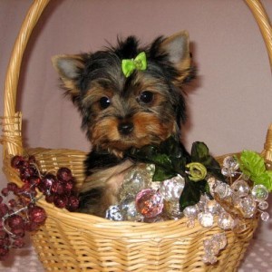 
Precio Yorkshire Terrier...........<strong>$18,000.00   A   $25,000.00  (dependiendo del tamaño, sexo, color y calidad)</strong> <br><br>


100% pura raza, registrados todos los papeles en regla se envian a cualquier parte de la Republica.<br><br> 

<li>Contrato de compraventa<br><br></li>


<li>Seguro de vida gratuito por escrito de 5 años que cubre muerte en caso de cuestiones virales</li>
<br><br>

<li>Garantía de Pureza Racial<br><br></li>

<li>Certificado de registro inicial que extiende la Federación Canófila Mexicana donde los cachorros se entregan con tatuaje y microchip</li>

