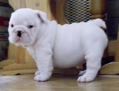  perros BULLDOG INGLES