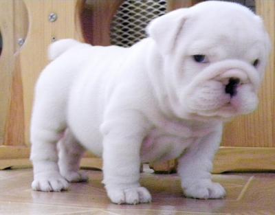 Preciosos cachorritos de Bulldog Inglés