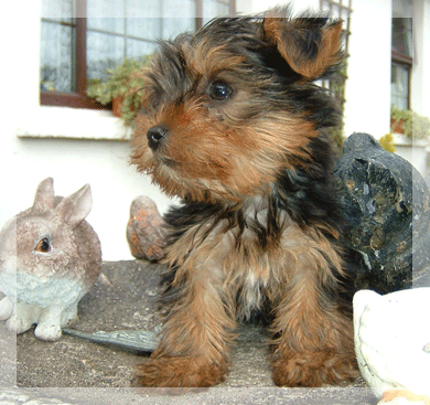 
Precio Yorkshire Terrier...........<strong>$18,000.00   A   $25,000.00  (dependiendo del tamaño, sexo, color y calidad)</strong> <br><br>


100% pura raza, registrados todos los papeles en regla se envian a cualquier parte de la Republica.<br><br> 

<li>Contrato de compraventa<br><br></li>


<li>Seguro de vida gratuito por escrito de 5 años que cubre muerte en caso de cuestiones virales</li>
<br><br>

<li>Garantía de Pureza Racial<br><br></li>

<li>Certificado de registro inicial que extiende la Federación Canófila Mexicana donde los cachorros se entregan con tatuaje y microchip</li>

