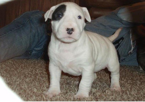 
Precio Bull Terrier...........<strong>    $18,000.00  A   $25,000.00    ( dependiendo tamaño y color)</strong> <br><br>


100% pura raza, registrados todos los papeles en regla se envian a cualquier parte de la Republica.<br><br> 

<li>Contrato de compraventa<br><br></li>


<li>Seguro de vida gratuito por escrito de 5 años que cubre muerte en caso de cuestiones virales</li>
<br><br>

<li>Garantía de Pureza Racial<br><br></li>

<li>Certificado de registro inicial que extiende la Federación Canófila Mexicana donde los cachorros se entregan con tatuaje y microchip</li>

