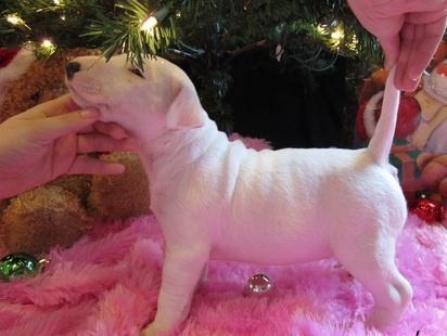 
Precio Bull Terrier...........<strong>    $18,000.00  A   $25,000.00    ( dependiendo tamaño y color)</strong> <br><br>


100% pura raza, registrados todos los papeles en regla se envian a cualquier parte de la Republica.<br><br> 

<li>Contrato de compraventa<br><br></li>


<li>Seguro de vida gratuito por escrito de 5 años que cubre muerte en caso de cuestiones virales</li>
<br><br>

<li>Garantía de Pureza Racial<br><br></li>

<li>Certificado de registro inicial que extiende la Federación Canófila Mexicana donde los cachorros se entregan con tatuaje y microchip</li>

