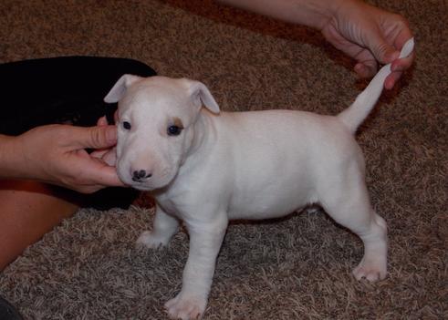 
Precio Bull Terrier...........<strong>    $18,000.00  A   $25,000.00    ( dependiendo tamaño y color)</strong> <br><br>


100% pura raza, registrados todos los papeles en regla se envian a cualquier parte de la Republica.<br><br> 

<li>Contrato de compraventa<br><br></li>


<li>Seguro de vida gratuito por escrito de 5 años que cubre muerte en caso de cuestiones virales</li>
<br><br>

<li>Garantía de Pureza Racial<br><br></li>

<li>Certificado de registro inicial que extiende la Federación Canófila Mexicana donde los cachorros se entregan con tatuaje y microchip</li>

