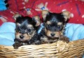 
Precio Yorkshire Terrier...........<strong>$18,000.00   A   $25,000.00  (dependiendo del tamaño, sexo, color y calidad)</strong> <br><br>


100% pura raza, registrados todos los papeles en regla se envian a cualquier parte de la Republica.<br><br> 

<li>Contrato de compraventa<br><br></li>


<li>Seguro de vida gratuito por escrito de 5 años que cubre muerte en caso de cuestiones virales</li>
<br><br>

<li>Garantía de Pureza Racial<br><br></li>

<li>Certificado de registro inicial que extiende la Federación Canófila Mexicana donde los cachorros se entregan con tatuaje y microchip</li>

