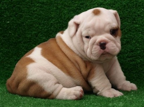 
Precio Bulldog...........<strong>   $35,000.00  A   $60,000.00    (dependiendo la calidad)</strong> <br><br>


100% pura raza, registrados todos los papeles en regla se envian a cualquier parte de la Republica.<br><br> 

<li>Contrato de compraventa<br><br></li>


<li>Seguro de vida gratuito por escrito de 5 años que cubre muerte en caso de cuestiones virales</li>
<br><br>

<li>Garantía de Pureza Racial<br><br></li>

<li>Certificado de registro inicial que extiende la Federación Canófila Mexicana donde los cachorros se entregan con tatuaje y microchip</li>

