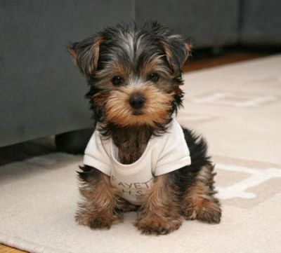 
Precio Yorkshire Terrier...........<strong>$18,000.00   A   $25,000.00  (dependiendo del tamaño, sexo, color y calidad)</strong> <br><br>


100% pura raza, registrados todos los papeles en regla se envian a cualquier parte de la Republica.<br><br> 

<li>Contrato de compraventa<br><br></li>


<li>Seguro de vida gratuito por escrito de 5 años que cubre muerte en caso de cuestiones virales</li>
<br><br>

<li>Garantía de Pureza Racial<br><br></li>

<li>Certificado de registro inicial que extiende la Federación Canófila Mexicana donde los cachorros se entregan con tatuaje y microchip</li>

