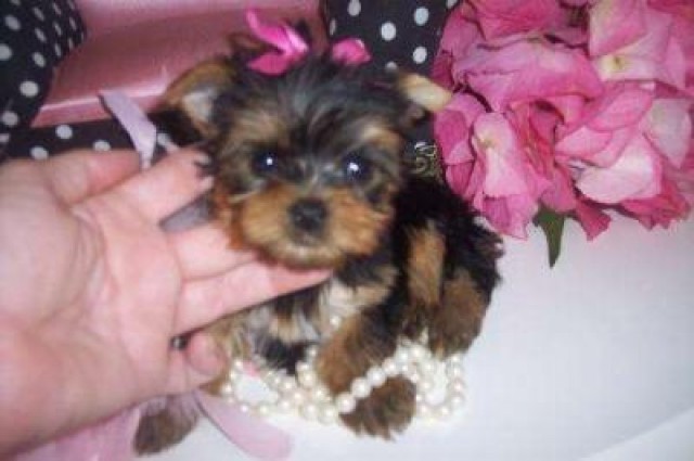 
Precio Yorkshire Terrier...........<strong>$18,000.00   A   $25,000.00  (dependiendo del tamaño, sexo, color y calidad)</strong> <br><br>


100% pura raza, registrados todos los papeles en regla se envian a cualquier parte de la Republica.<br><br> 

<li>Contrato de compraventa<br><br></li>


<li>Seguro de vida gratuito por escrito de 5 años que cubre muerte en caso de cuestiones virales</li>
<br><br>

<li>Garantía de Pureza Racial<br><br></li>

<li>Certificado de registro inicial que extiende la Federación Canófila Mexicana donde los cachorros se entregan con tatuaje y microchip</li>

