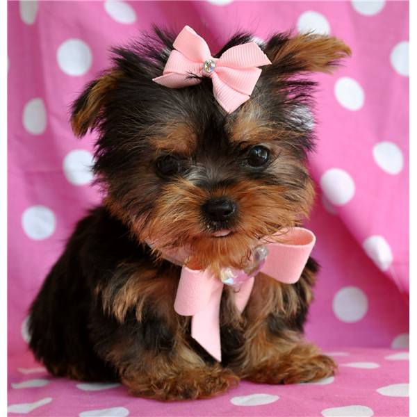 
Precio Yorkshire Terrier...........<strong>$18,000.00   A   $25,000.00  (dependiendo del tamaño, sexo, color y calidad)</strong> <br><br>


100% pura raza, registrados todos los papeles en regla se envian a cualquier parte de la Republica.<br><br> 

<li>Contrato de compraventa<br><br></li>


<li>Seguro de vida gratuito por escrito de 5 años que cubre muerte en caso de cuestiones virales</li>
<br><br>

<li>Garantía de Pureza Racial<br><br></li>

<li>Certificado de registro inicial que extiende la Federación Canófila Mexicana donde los cachorros se entregan con tatuaje y microchip</li>

