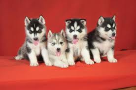 Cute husky siberiano cachorros para su a