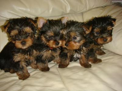 
Precio Yorkshire Terrier...........<strong>$18,000.00   A   $25,000.00  (dependiendo del tamaño, sexo, color y calidad)</strong> <br><br>


100% pura raza, registrados todos los papeles en regla se envian a cualquier parte de la Republica.<br><br> 

<li>Contrato de compraventa<br><br></li>


<li>Seguro de vida gratuito por escrito de 5 años que cubre muerte en caso de cuestiones virales</li>
<br><br>

<li>Garantía de Pureza Racial<br><br></li>

<li>Certificado de registro inicial que extiende la Federación Canófila Mexicana donde los cachorros se entregan con tatuaje y microchip</li>

