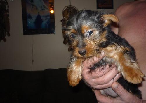 
Precio Yorkshire Terrier...........<strong>$18,000.00   A   $25,000.00  (dependiendo del tamaño, sexo, color y calidad)</strong> <br><br>


100% pura raza, registrados todos los papeles en regla se envian a cualquier parte de la Republica.<br><br> 

<li>Contrato de compraventa<br><br></li>


<li>Seguro de vida gratuito por escrito de 5 años que cubre muerte en caso de cuestiones virales</li>
<br><br>

<li>Garantía de Pureza Racial<br><br></li>

<li>Certificado de registro inicial que extiende la Federación Canófila Mexicana donde los cachorros se entregan con tatuaje y microchip</li>

