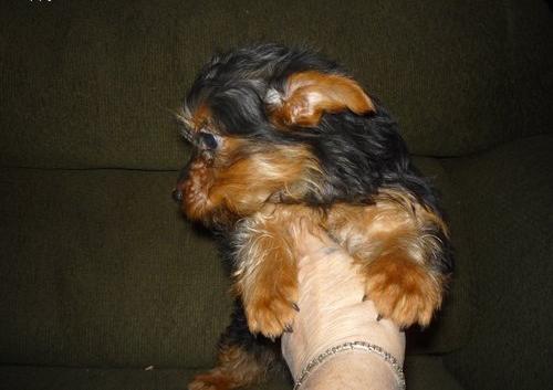 
Precio Yorkshire Terrier...........<strong>$18,000.00   A   $25,000.00  (dependiendo del tamaño, sexo, color y calidad)</strong> <br><br>


100% pura raza, registrados todos los papeles en regla se envian a cualquier parte de la Republica.<br><br> 

<li>Contrato de compraventa<br><br></li>


<li>Seguro de vida gratuito por escrito de 5 años que cubre muerte en caso de cuestiones virales</li>
<br><br>

<li>Garantía de Pureza Racial<br><br></li>

<li>Certificado de registro inicial que extiende la Federación Canófila Mexicana donde los cachorros se entregan con tatuaje y microchip</li>

