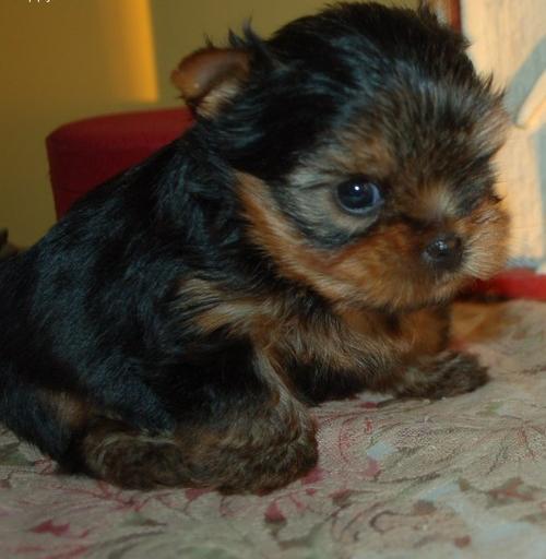 
Precio Yorkshire Terrier...........<strong>$18,000.00   A   $25,000.00  (dependiendo del tamaño, sexo, color y calidad)</strong> <br><br>


100% pura raza, registrados todos los papeles en regla se envian a cualquier parte de la Republica.<br><br> 

<li>Contrato de compraventa<br><br></li>


<li>Seguro de vida gratuito por escrito de 5 años que cubre muerte en caso de cuestiones virales</li>
<br><br>

<li>Garantía de Pureza Racial<br><br></li>

<li>Certificado de registro inicial que extiende la Federación Canófila Mexicana donde los cachorros se entregan con tatuaje y microchip</li>

