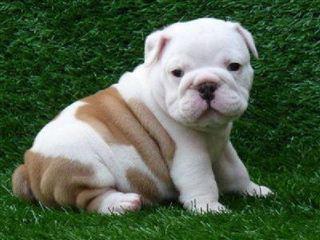 
Precio Bulldog...........<strong>   $35,000.00  A   $60,000.00    (dependiendo la calidad)</strong> <br><br>


100% pura raza, registrados todos los papeles en regla se envian a cualquier parte de la Republica.<br><br> 

<li>Contrato de compraventa<br><br></li>


<li>Seguro de vida gratuito por escrito de 5 años que cubre muerte en caso de cuestiones virales</li>
<br><br>

<li>Garantía de Pureza Racial<br><br></li>

<li>Certificado de registro inicial que extiende la Federación Canófila Mexicana donde los cachorros se entregan con tatuaje y microchip</li>

