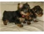 
Precio Yorkshire Terrier...........<strong>$18,000.00   A   $25,000.00  (dependiendo del tamaño, sexo, color y calidad)</strong> <br><br>


100% pura raza, registrados todos los papeles en regla se envian a cualquier parte de la Republica.<br><br> 

<li>Contrato de compraventa<br><br></li>


<li>Seguro de vida gratuito por escrito de 5 años que cubre muerte en caso de cuestiones virales</li>
<br><br>

<li>Garantía de Pureza Racial<br><br></li>

<li>Certificado de registro inicial que extiende la Federación Canófila Mexicana donde los cachorros se entregan con tatuaje y microchip</li>

