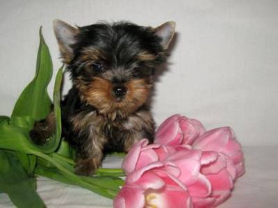 
Precio Yorkshire Terrier...........<strong>$18,000.00   A   $25,000.00  (dependiendo del tamaño, sexo, color y calidad)</strong> <br><br>


100% pura raza, registrados todos los papeles en regla se envian a cualquier parte de la Republica.<br><br> 

<li>Contrato de compraventa<br><br></li>


<li>Seguro de vida gratuito por escrito de 5 años que cubre muerte en caso de cuestiones virales</li>
<br><br>

<li>Garantía de Pureza Racial<br><br></li>

<li>Certificado de registro inicial que extiende la Federación Canófila Mexicana donde los cachorros se entregan con tatuaje y microchip</li>

