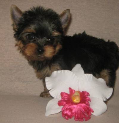 
Precio Yorkshire Terrier...........<strong>$18,000.00   A   $25,000.00  (dependiendo del tamaño, sexo, color y calidad)</strong> <br><br>


100% pura raza, registrados todos los papeles en regla se envian a cualquier parte de la Republica.<br><br> 

<li>Contrato de compraventa<br><br></li>


<li>Seguro de vida gratuito por escrito de 5 años que cubre muerte en caso de cuestiones virales</li>
<br><br>

<li>Garantía de Pureza Racial<br><br></li>

<li>Certificado de registro inicial que extiende la Federación Canófila Mexicana donde los cachorros se entregan con tatuaje y microchip</li>

