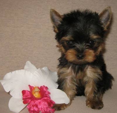 
Precio Yorkshire Terrier...........<strong>$18,000.00   A   $25,000.00  (dependiendo del tamaño, sexo, color y calidad)</strong> <br><br>


100% pura raza, registrados todos los papeles en regla se envian a cualquier parte de la Republica.<br><br> 

<li>Contrato de compraventa<br><br></li>


<li>Seguro de vida gratuito por escrito de 5 años que cubre muerte en caso de cuestiones virales</li>
<br><br>

<li>Garantía de Pureza Racial<br><br></li>

<li>Certificado de registro inicial que extiende la Federación Canófila Mexicana donde los cachorros se entregan con tatuaje y microchip</li>

