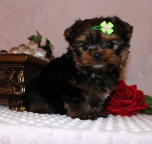 
Precio Yorkshire Terrier...........<strong>$18,000.00   A   $25,000.00  (dependiendo del tamaño, sexo, color y calidad)</strong> <br><br>


100% pura raza, registrados todos los papeles en regla se envian a cualquier parte de la Republica.<br><br> 

<li>Contrato de compraventa<br><br></li>


<li>Seguro de vida gratuito por escrito de 5 años que cubre muerte en caso de cuestiones virales</li>
<br><br>

<li>Garantía de Pureza Racial<br><br></li>

<li>Certificado de registro inicial que extiende la Federación Canófila Mexicana donde los cachorros se entregan con tatuaje y microchip</li>

