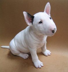 
Precio Bull Terrier...........<strong>    $18,000.00  A   $25,000.00    ( dependiendo tamaño y color)</strong> <br><br>


100% pura raza, registrados todos los papeles en regla se envian a cualquier parte de la Republica.<br><br> 

<li>Contrato de compraventa<br><br></li>


<li>Seguro de vida gratuito por escrito de 5 años que cubre muerte en caso de cuestiones virales</li>
<br><br>

<li>Garantía de Pureza Racial<br><br></li>

<li>Certificado de registro inicial que extiende la Federación Canófila Mexicana donde los cachorros se entregan con tatuaje y microchip</li>

