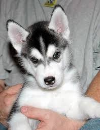 10 semanas de edad Siberian Husky cachorros