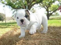 
Precio Bulldog...........<strong>   $35,000.00  A   $60,000.00    (dependiendo la calidad)</strong> <br><br>


100% pura raza, registrados todos los papeles en regla se envian a cualquier parte de la Republica.<br><br> 

<li>Contrato de compraventa<br><br></li>


<li>Seguro de vida gratuito por escrito de 5 años que cubre muerte en caso de cuestiones virales</li>
<br><br>

<li>Garantía de Pureza Racial<br><br></li>

<li>Certificado de registro inicial que extiende la Federación Canófila Mexicana donde los cachorros se entregan con tatuaje y microchip</li>

