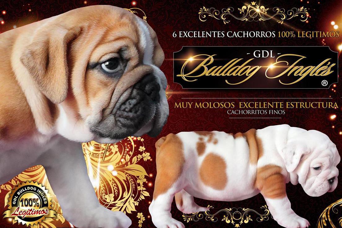 
Precio Bulldog...........<strong>   $35,000.00  A   $60,000.00    (dependiendo la calidad)</strong> <br><br>


100% pura raza, registrados todos los papeles en regla se envian a cualquier parte de la Republica.<br><br> 

<li>Contrato de compraventa<br><br></li>


<li>Seguro de vida gratuito por escrito de 5 años que cubre muerte en caso de cuestiones virales</li>
<br><br>

<li>Garantía de Pureza Racial<br><br></li>

<li>Certificado de registro inicial que extiende la Federación Canófila Mexicana donde los cachorros se entregan con tatuaje y microchip</li>

