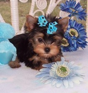 
Precio Yorkshire Terrier...........<strong>$18,000.00   A   $25,000.00  (dependiendo del tamaño, sexo, color y calidad)</strong> <br><br>


100% pura raza, registrados todos los papeles en regla se envian a cualquier parte de la Republica.<br><br> 

<li>Contrato de compraventa<br><br></li>


<li>Seguro de vida gratuito por escrito de 5 años que cubre muerte en caso de cuestiones virales</li>
<br><br>

<li>Garantía de Pureza Racial<br><br></li>

<li>Certificado de registro inicial que extiende la Federación Canófila Mexicana donde los cachorros se entregan con tatuaje y microchip</li>

