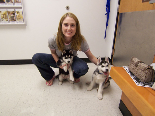 -Cachorros de husky siberiano