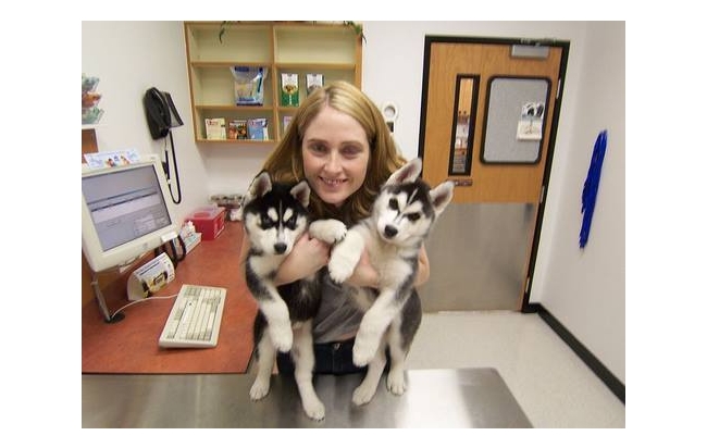 Adorables cachorros de husky siberiano para su aprobación