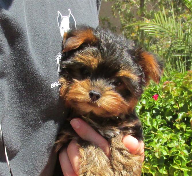 
Precio Yorkshire Terrier...........<strong>$18,000.00   A   $25,000.00  (dependiendo del tamaño, sexo, color y calidad)</strong> <br><br>


100% pura raza, registrados todos los papeles en regla se envian a cualquier parte de la Republica.<br><br> 

<li>Contrato de compraventa<br><br></li>


<li>Seguro de vida gratuito por escrito de 5 años que cubre muerte en caso de cuestiones virales</li>
<br><br>

<li>Garantía de Pureza Racial<br><br></li>

<li>Certificado de registro inicial que extiende la Federación Canófila Mexicana donde los cachorros se entregan con tatuaje y microchip</li>

