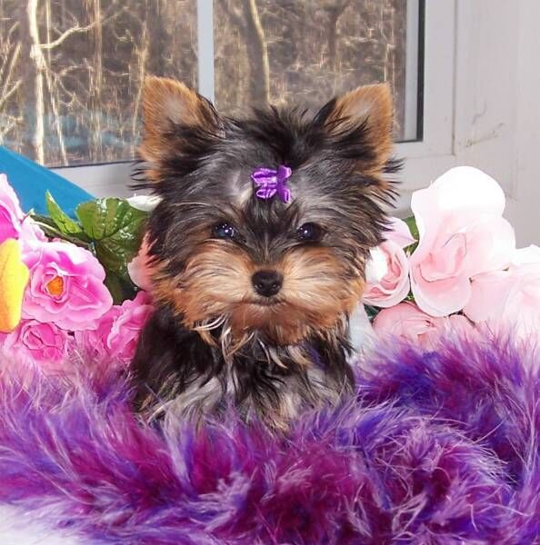 
Precio Yorkshire Terrier...........<strong>$18,000.00   A   $25,000.00  (dependiendo del tamaño, sexo, color y calidad)</strong> <br><br>


100% pura raza, registrados todos los papeles en regla se envian a cualquier parte de la Republica.<br><br> 

<li>Contrato de compraventa<br><br></li>


<li>Seguro de vida gratuito por escrito de 5 años que cubre muerte en caso de cuestiones virales</li>
<br><br>

<li>Garantía de Pureza Racial<br><br></li>

<li>Certificado de registro inicial que extiende la Federación Canófila Mexicana donde los cachorros se entregan con tatuaje y microchip</li>

